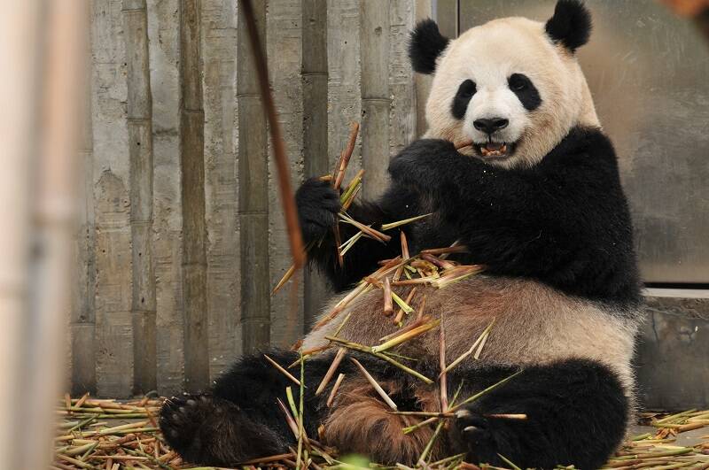 Panda in Chengdu