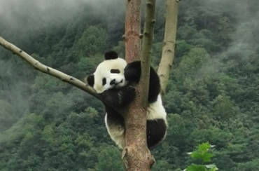 Chengdu Wolong Panda
